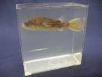 Foto Galerie/Tetraodontiformes/Tetraodon lineatus_01_SS.jpg